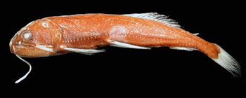 Media type: image; Ichthyology 133133